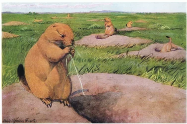 Black-Tailed Prairie Dogs keeping lawns short for unobstructed views